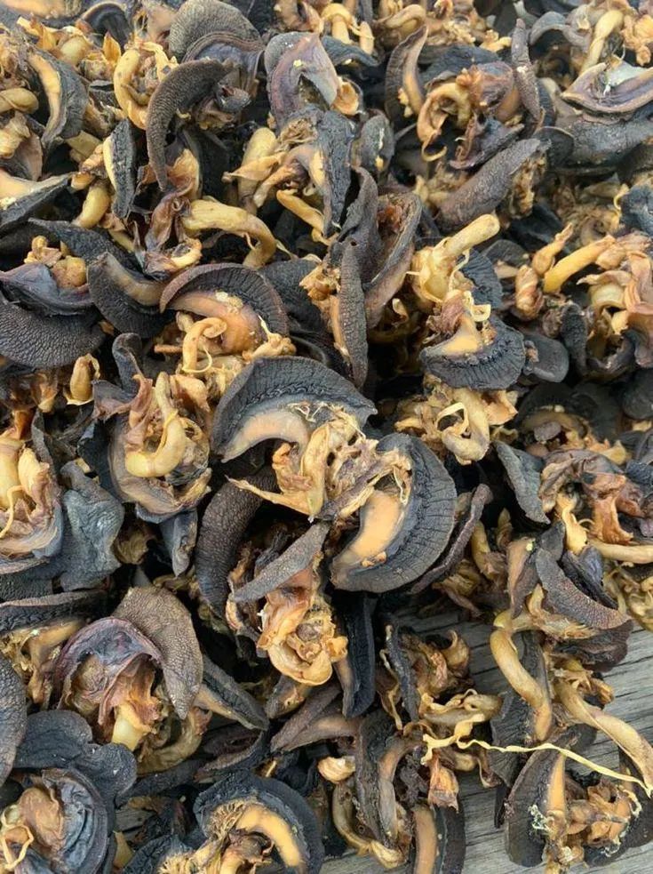 Dried Snail